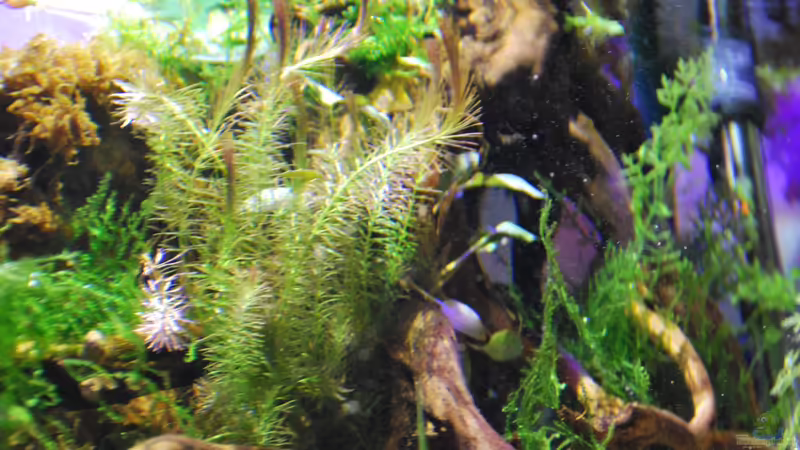 Plantes en cultiu submergit von lomarraco (24)