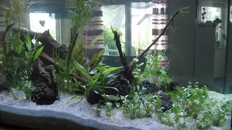 Planzen 1.Tag 26.06.2008 von max-sonic (8)