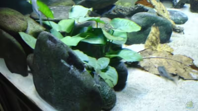 Planzen von Renè Rupf (10)