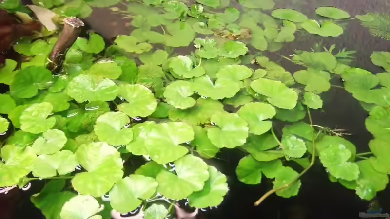 Planzendecke von Mellie (6)