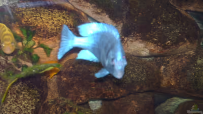 Plasidochromis phenochilus lupinga von Jens Szymaniak (7)