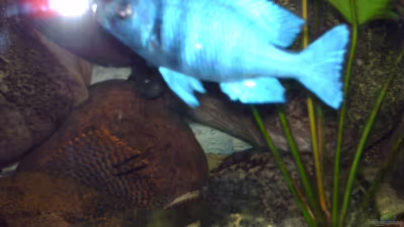 Plasidochromis phenochilus lupinga von Jens Szymaniak (9)