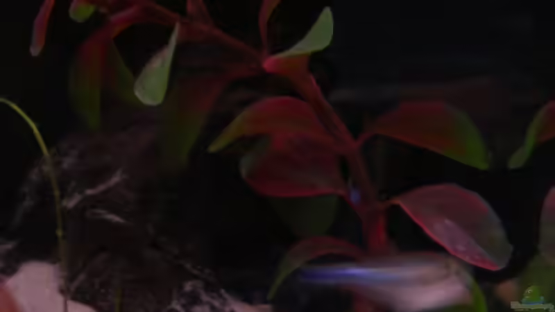 Plastikpflanze- rötliche Haarnixe von Claudia Lübke (11)