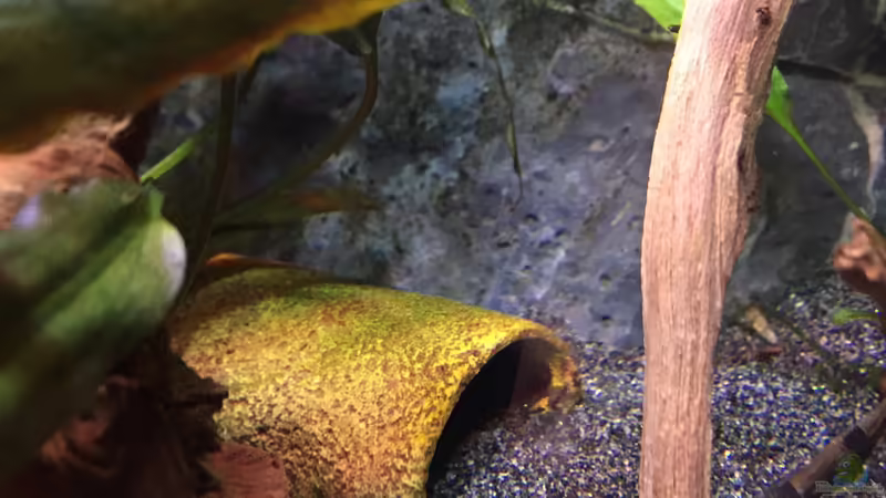 Plastikröhre von Danny (29)