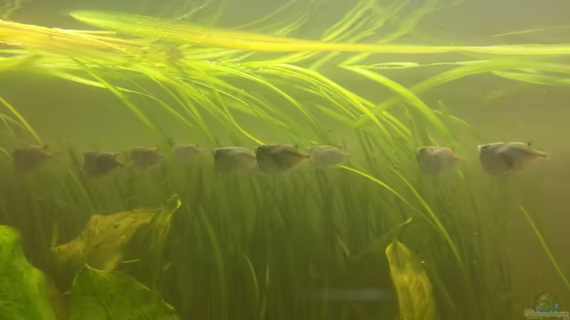 Platin-Beilbäuche von Richard Gärtner (33)