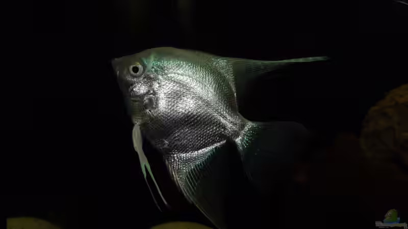 Platin-Skalar (hellblaue Zebrastreifung auf Flossen) von Bene 1.1 (2)