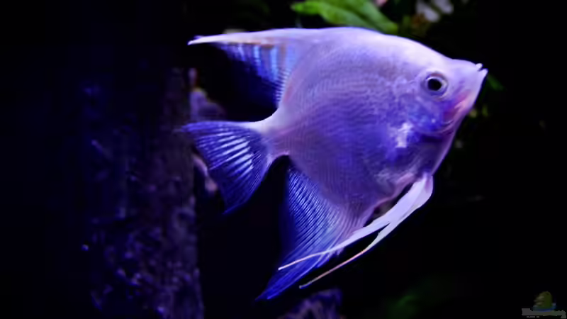 Platin-Skalar von snooze (102)