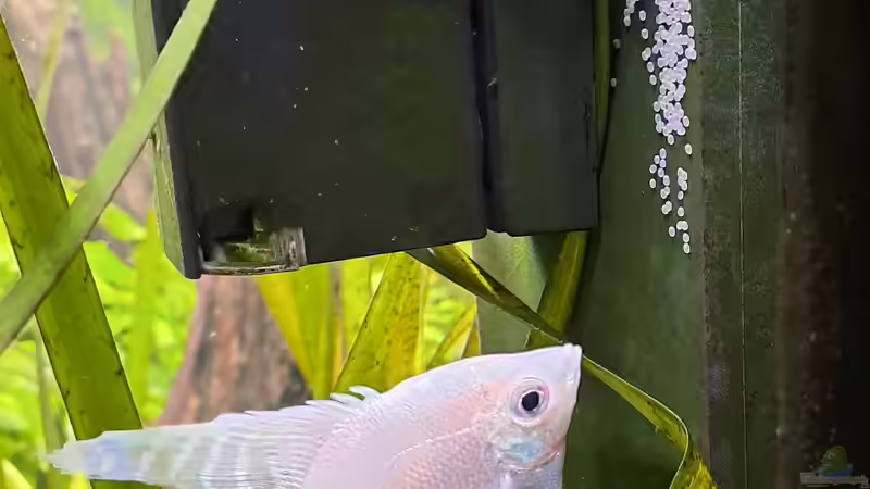 Aquarien mit Innenfilter