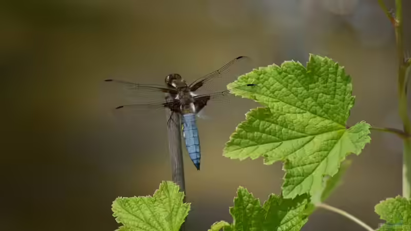 Plattbauch - Libellula depressa Männchen 20.05.2018 von Acki50 (45)