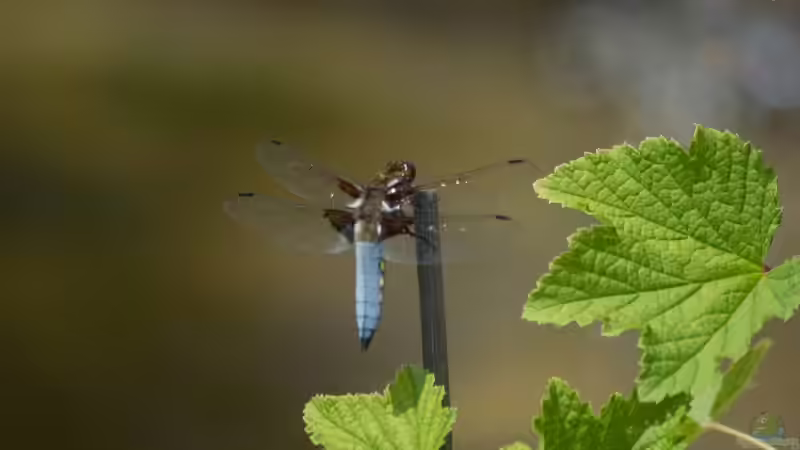 Plattbauch - Libellula depressa Männchen 20.05.2018 von Acki50 (46)