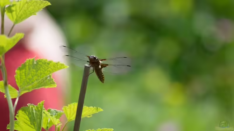 Plattbauch - Libellula depressa Männchen an seinem ´Hochstand´ 20.05.2018 von Acki50 (44)