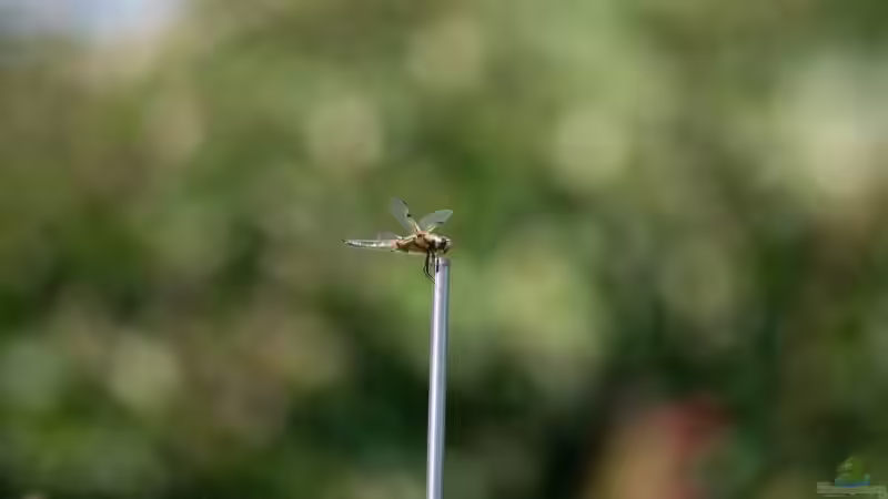 Plattbauch - Libellula depressa Weibchen 21.06.2018 von Acki50 (52)
