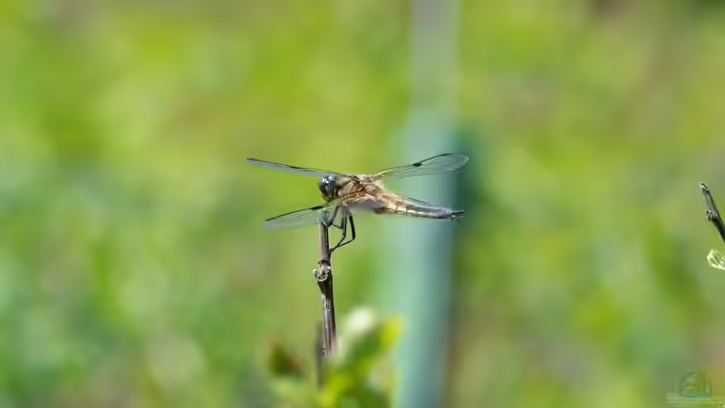 Plattbauch - Libellula depressa Weibchen 21.06.2018 von Acki50 (53)