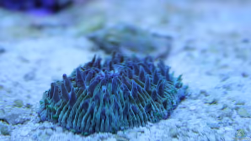 Plattenkoralle (Fungia repanda) von Sven K. (31)