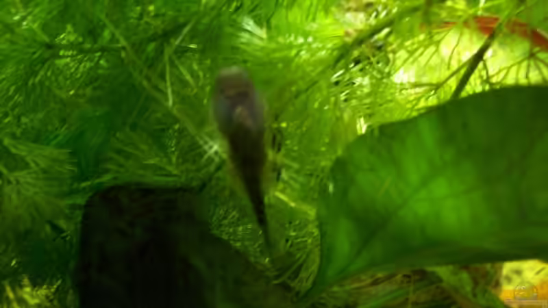 Plattflossensauger von Birgit Fastenrath (7)