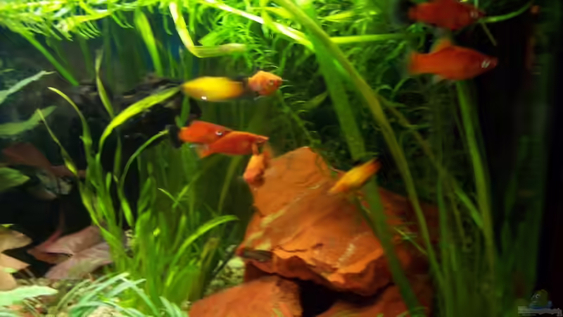 Platy - Mix 1 von Sabrina Fabig (9)