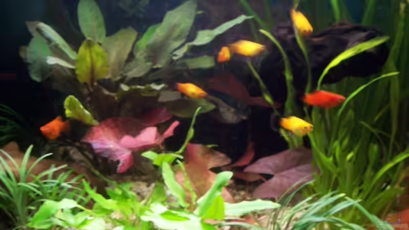 Platy - Mix 2 von Sabrina Fabig (10)