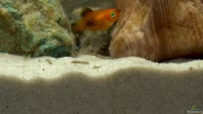 Platy- Nachwuchs von Fabian Eckel (5)