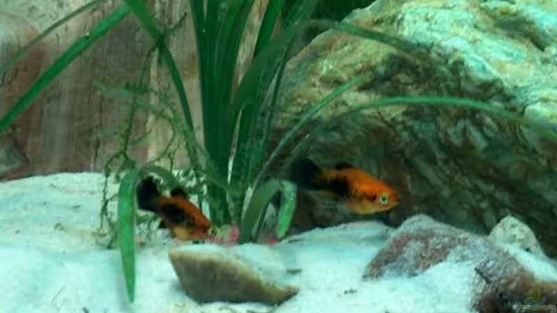 Platy- Nachwuchs von Fabian Eckel (6)