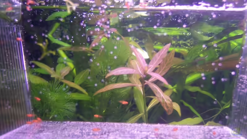 Platy-Babys im Aufzuchtbecken von Sebastian Seibold (17)