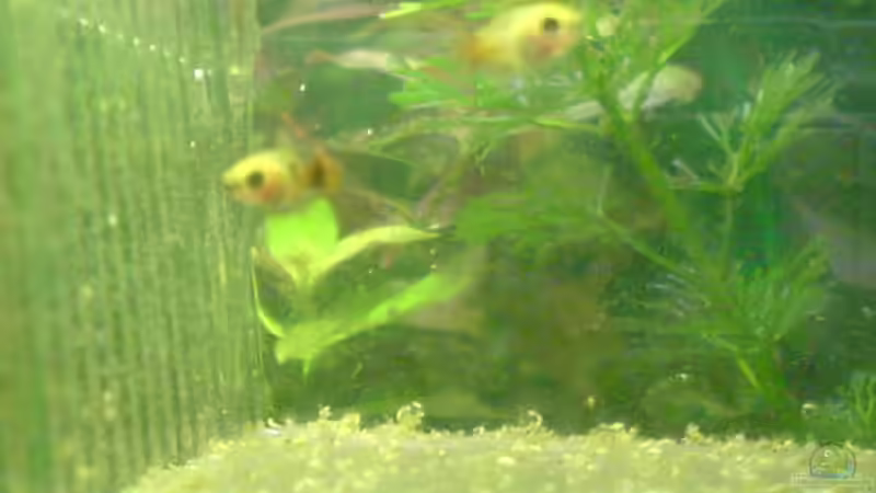 Platy Babys im Brutkasten vom 07.03.08 von Dornauge xxl (32)