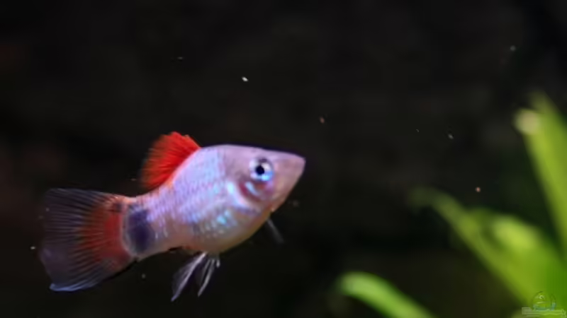 Platy Eigenzucht von blubba123 (10)