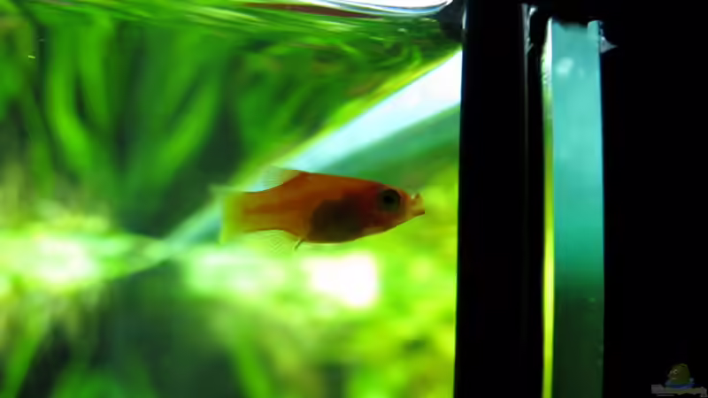 Platy im Durchlicht von Stefan Peter (26)