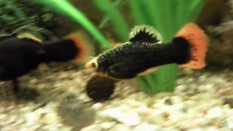 Platy M. spielt´ Fangen´ mit W. von mikael38 (35)