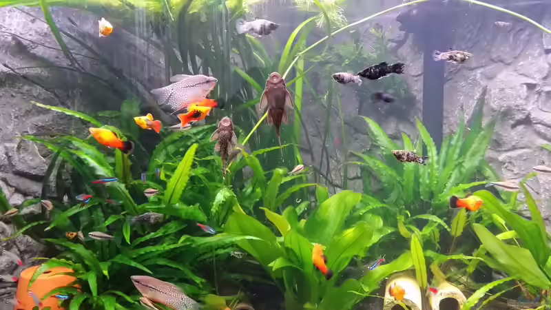 Platy,Mosaikfadenfisch,Blackmolly, Antennenwels von Steffen und Felix (15)