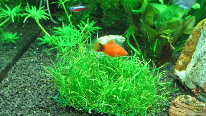 Platy Nachwuchs aus dem 60er von Streaknet (7)