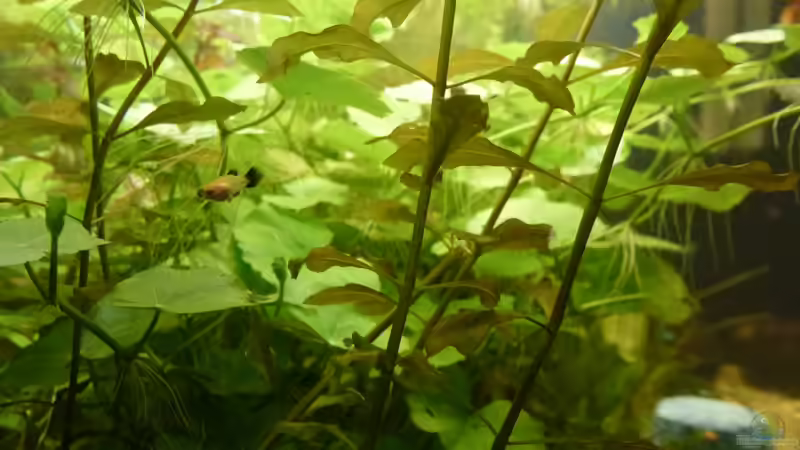 Platy Nachwuchs von Jessi & Daniel (18)