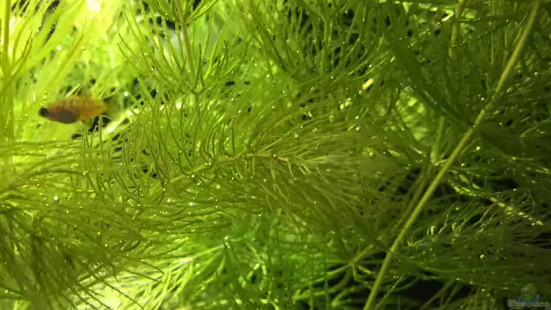 Platy Nachwuchs von Lutten81 (46)