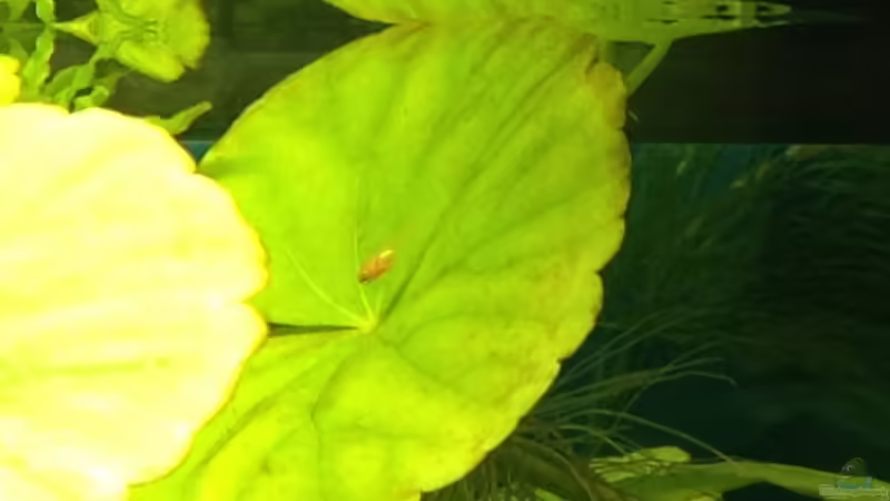 Platy Nachwuchs von Oskar (22)