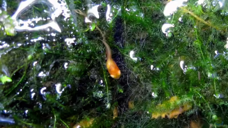 Platy Nachwuchs von Stefan Peter (29)