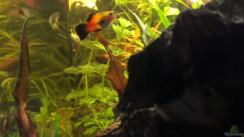 Platy namens ´Chef´  von Melia (3)