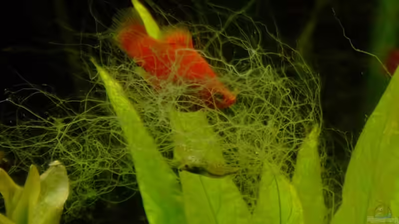 Platy und Amano in Harmonie von TetraMike (30)