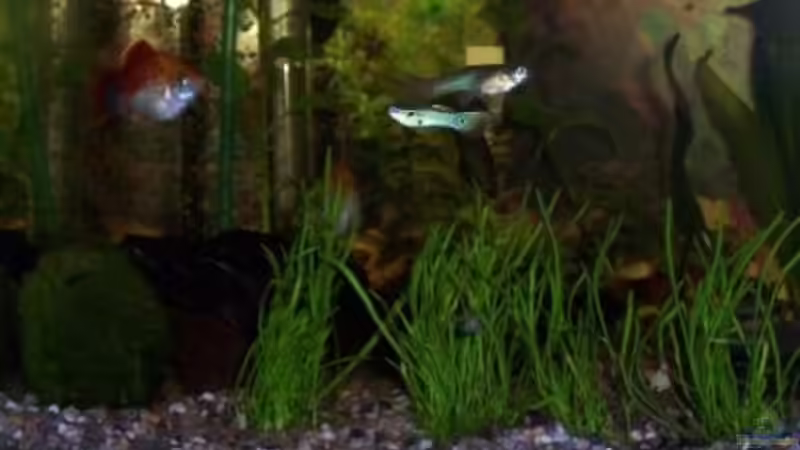 Platy und Guppys mit Leopardenmuster Ende 2006 von Annett F. (10)