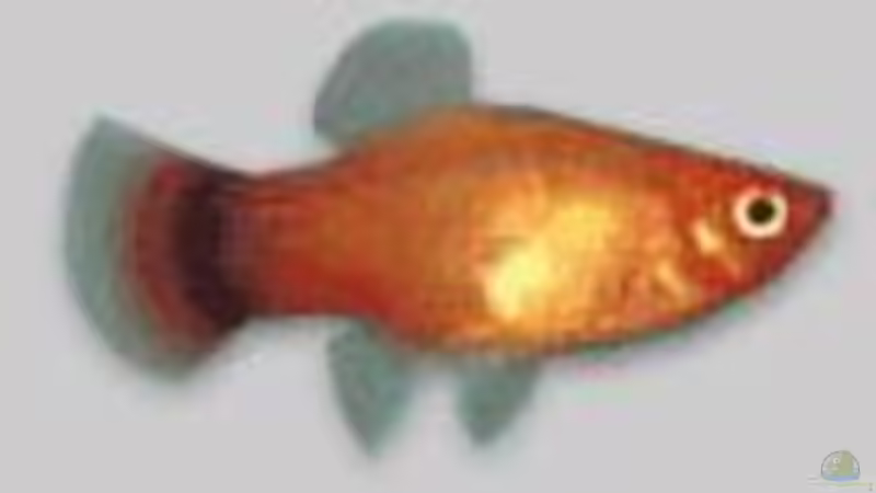 Platy von Björn Krüger (16)