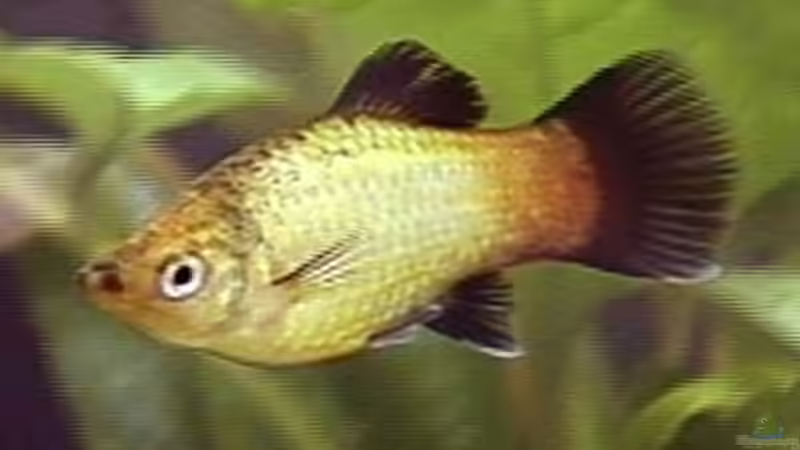 Platy von Jannik Fromm (5)