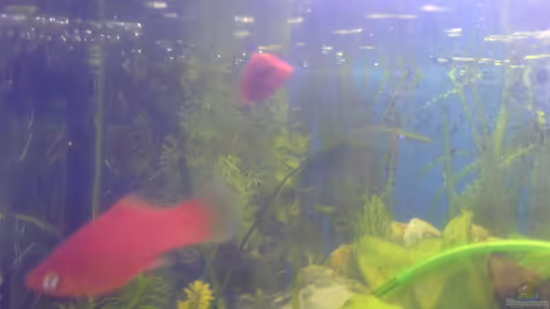 Platy von Lars Albrecht (10)