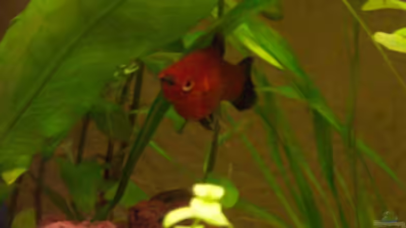 Platy von Natalie de Vries (20)