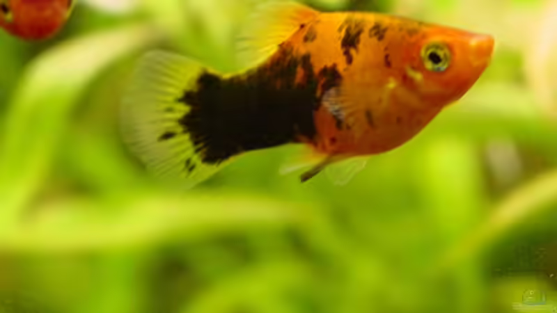 Platy von Nelly Lüscher (8)