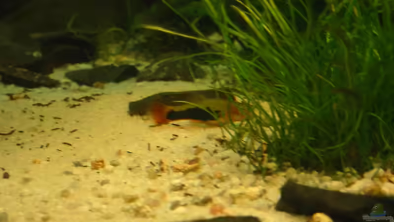 Platy von Sandra Bäumgen (19)