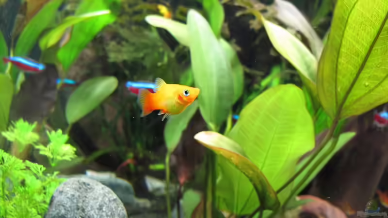 Platy von Sarah (52)