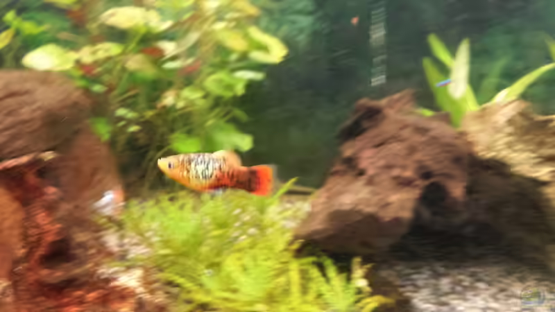 Platy von smirot (7)