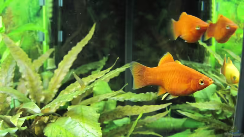 Platy von Streaknet (4)