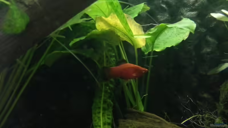 Platy von Zomic (13)