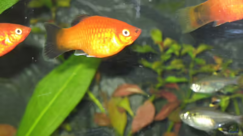 Platy (wagtail) 28.03.08 von Frank (9)