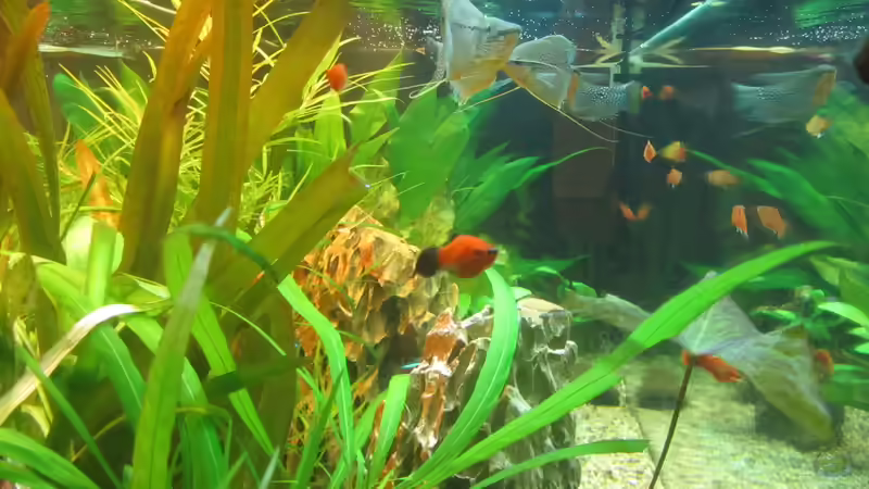 Platy Wagtail von Mofafi-Liebhaber (24)