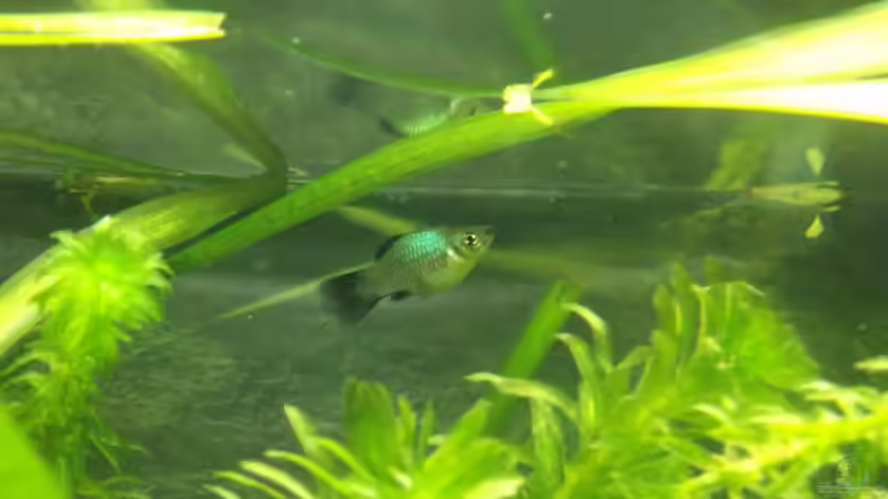 Platy-Weibchen blau schimmernd von Maggie Blue (28)